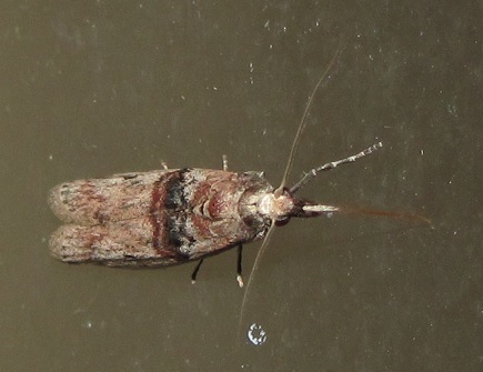 Nephopterix angustella (Pyralidae)? Si